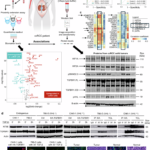 Figure from “Liquid biomarkers associate with TGF-β Type I receptor and hypoxia in kidney cancer” (Mallikarjuna et al., 2025), published in Signal Transduction and Targeted Therapy. DOI: 10.1038/s41392-025-02404-7