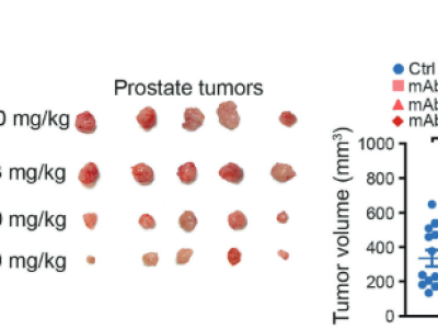 Preclinical data showing that MetaCurum’s antibody reduces tumor growth in prostate cancer in a dose-dependent model. (Source: Signal Transduction and Targeted Therapy (2026) 11:238)